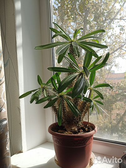 Пахиподиум