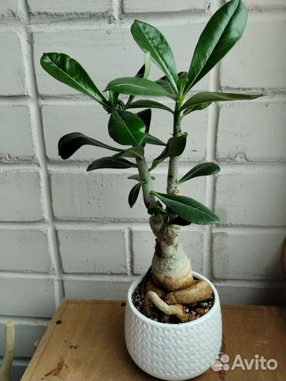 Адениум обессум