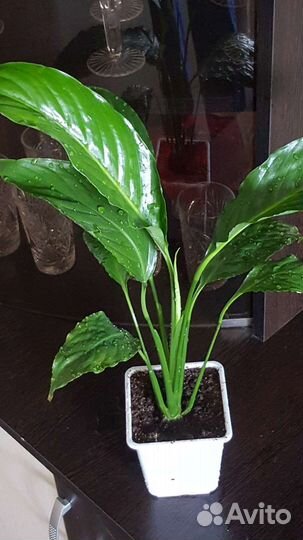 Спатифиллум