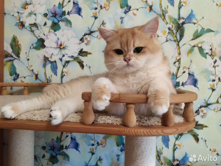 Шотландский кот ny12