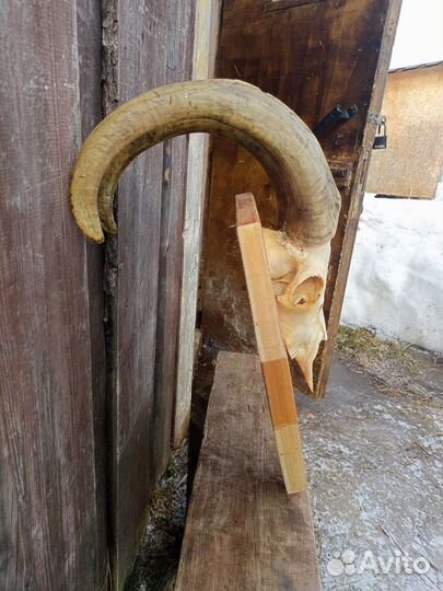 Рога+череп барана