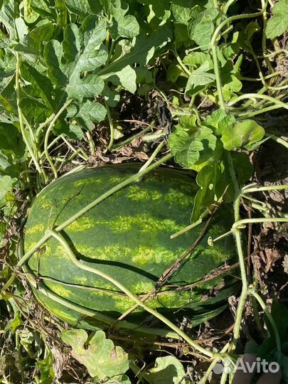 Арбуз оптом