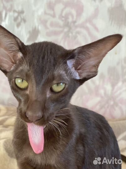 Ориентальные котята экстрим