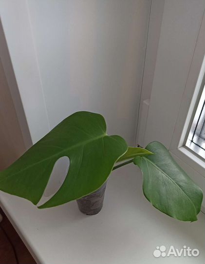 Эпипремнум монстера