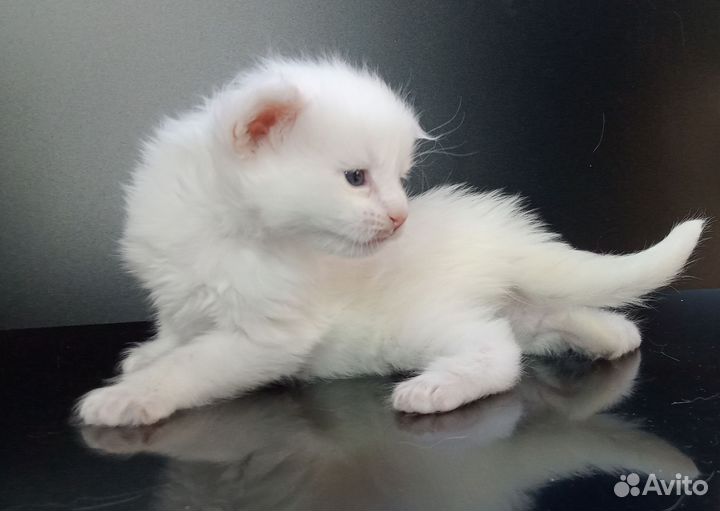 Котята мэйн кун