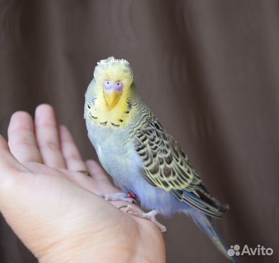 Птенец выставочного волнистого попугая, самец