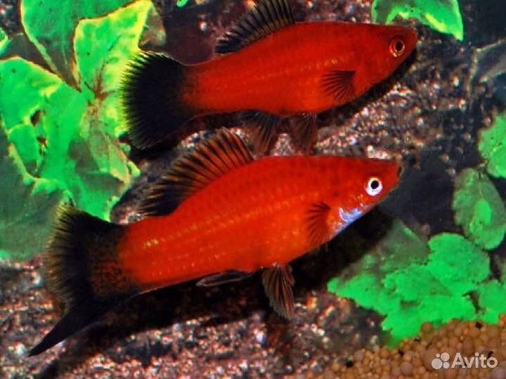 Аквариумные рыбки
