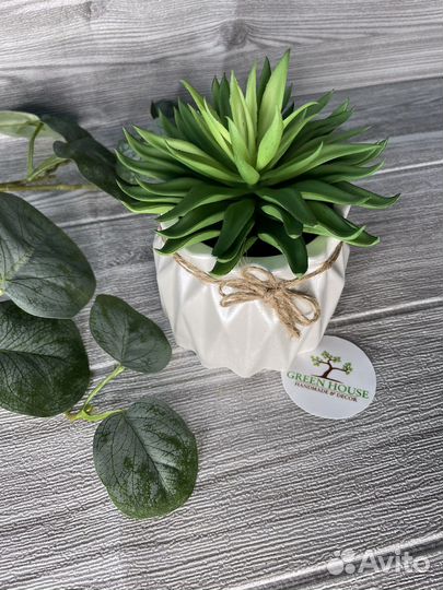 Суккуленты