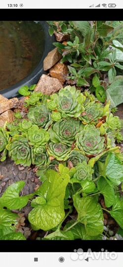 Фиалка Сестринская, Каменная роза,Люпин