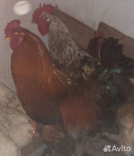 Петухи
