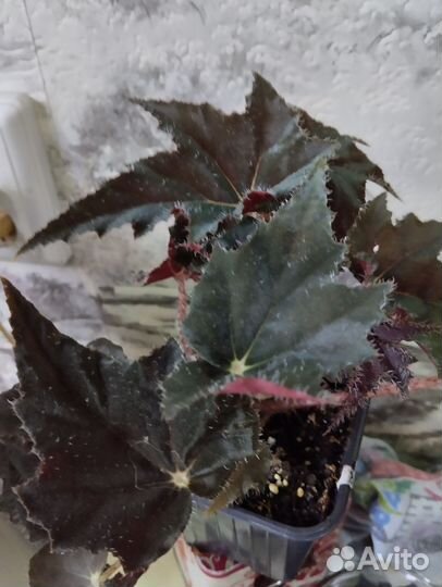 Бегонии королевские,элатиор