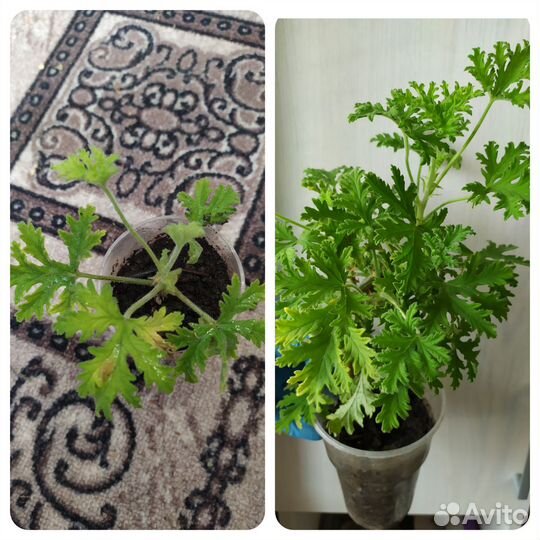 Комнатные растения 3