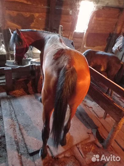 Лошадь, Кобыла