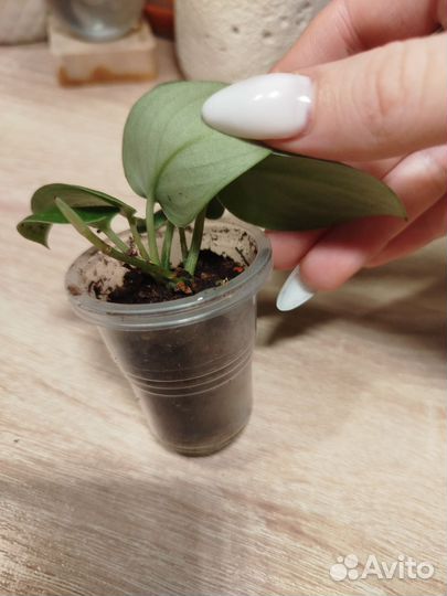 Сциндапсус Сильвер Энн (Анна)