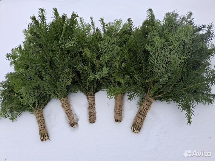 Веники для бани пихта