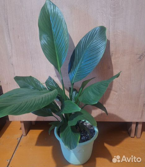 Спатифиллум