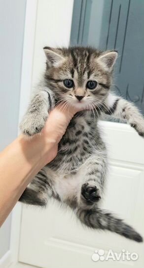 Котята - забронированы