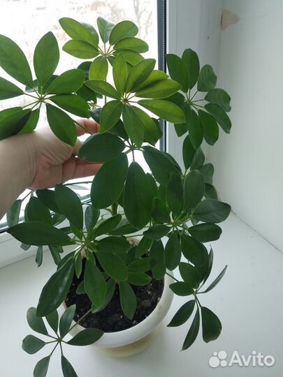 Комнатные цветы