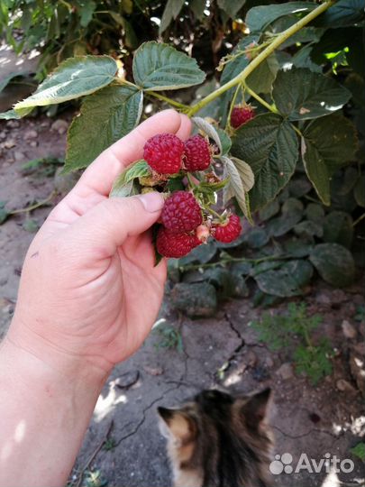 Ремонтантная малина