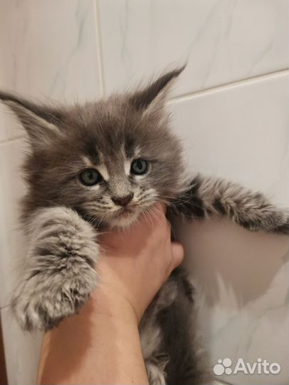 Котята мейн-кун