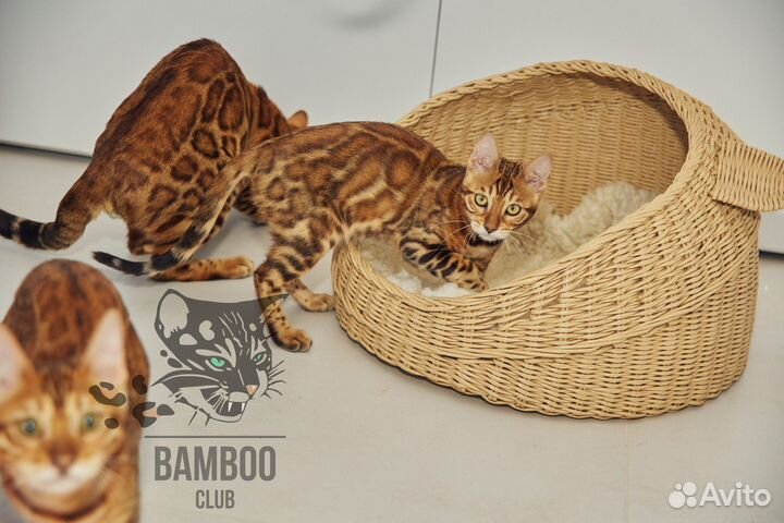 Бенгальский котёнок с документами