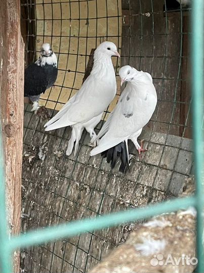 Бойные голуби(армянские,бакинские,иранские и т.п)