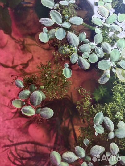 Аквариумные растения