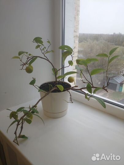 Мандарин с плодами