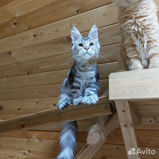 Котята мейн-кун