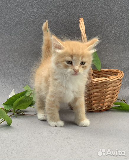 Рыжик 1,5 мес