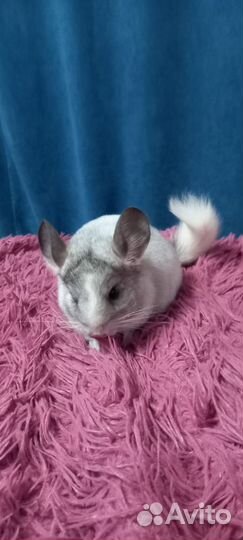 Шиншиллята