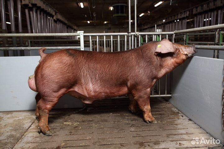 Искусственное осеменение свиней