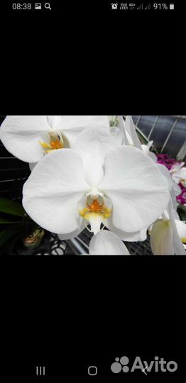 Орхидея фаленопсис детка