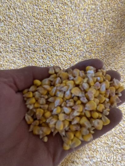 Кукуруза