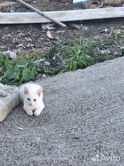 Кошка в дар бесплатно