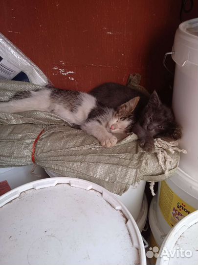 Котята в добрые руки 2 месяца