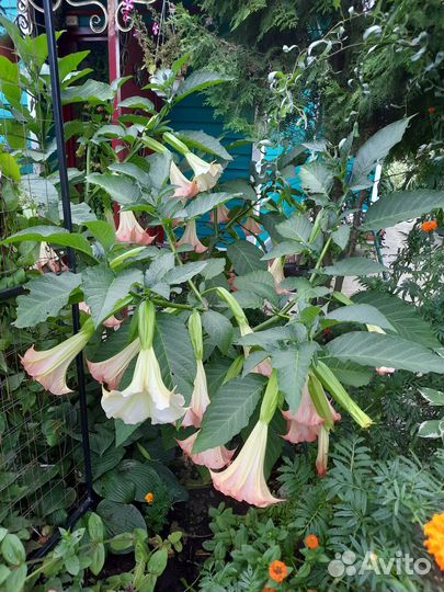 Укорененные черенки Бругмансии