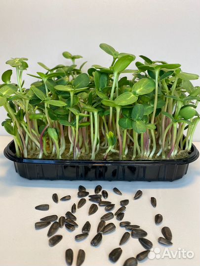 Подсолнух. Микрозелень