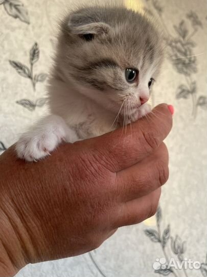 Британская кошка