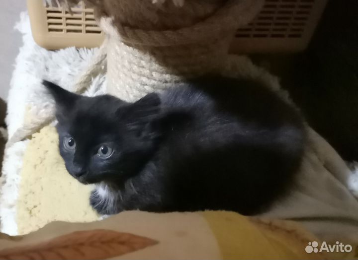 Кошечка малышка 1,5 мес