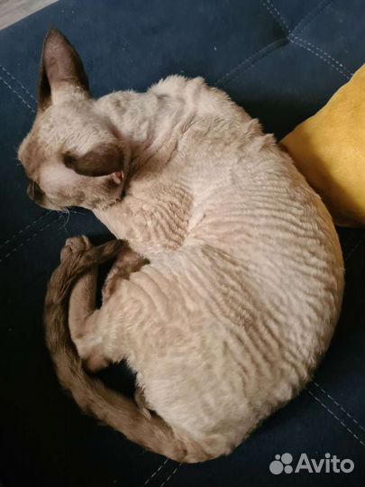 Кот для вязки Девон-рекс
