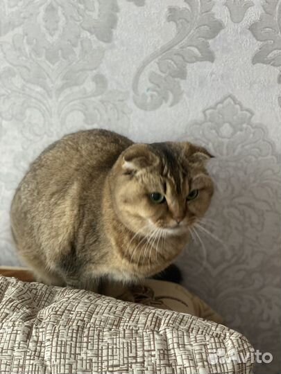 Шотладская шиншила. Вязка