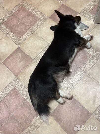 Вязка кобель вельш-корги кардиган