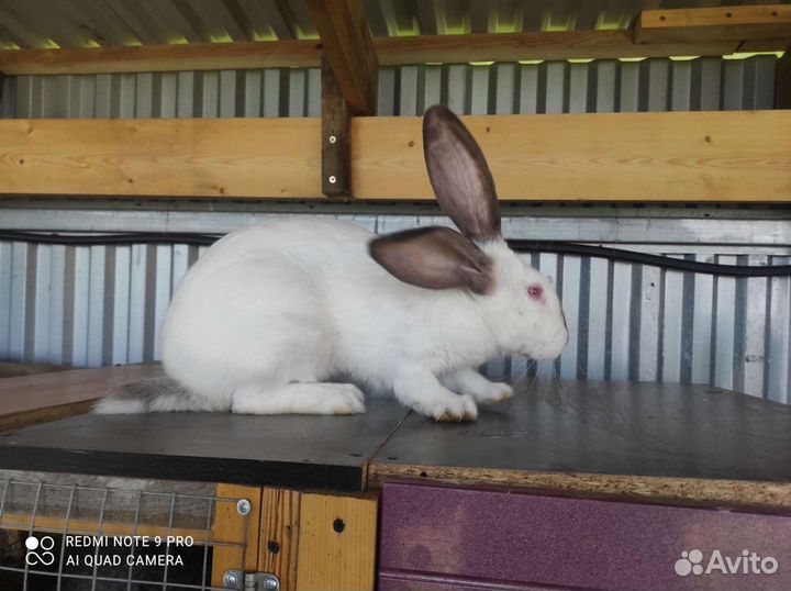Кролики породы фландр и бабочка