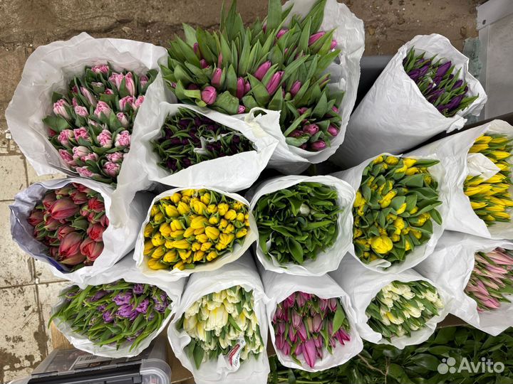 Тюльпан розовый крупный оптом в Москве