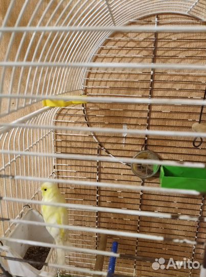 Продам канарейку или обменяю на кенора