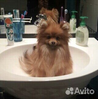 Передержка животных/выгул собак/зооняня