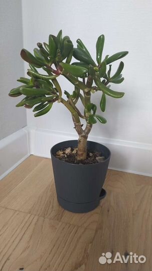 Крассула Хоббит суккулент толстянка