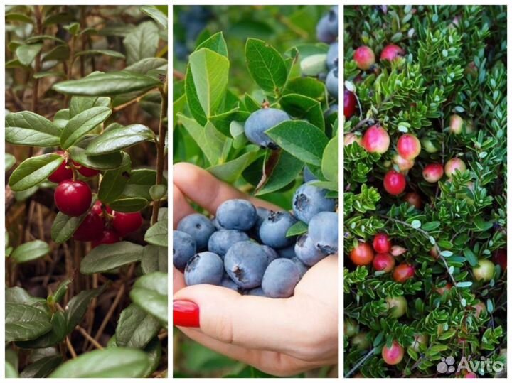 Клюква, брусника, голубика