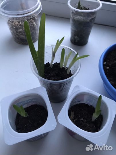 Алоэ вера цветок